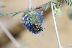 David Plant Photography - Wildlife Photographer - Scaeva pyrastri - A